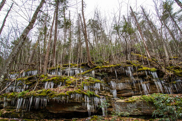  Icicles in the forest 