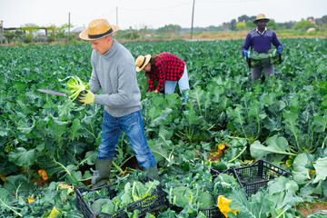 Positive european man picking harvest of broccoli on the field