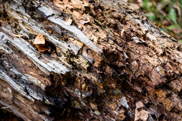 Old rotten stump in nature close up