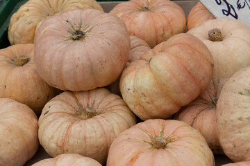 Calabazas en un mercado esperando su venta