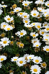 Shrub with daisy flowers with white petals and yellow center.