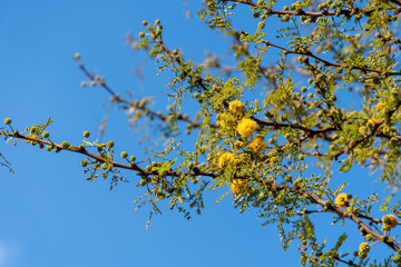 Acacia tree (Hawthorn) flowering in spring with its characteristic yellow color.