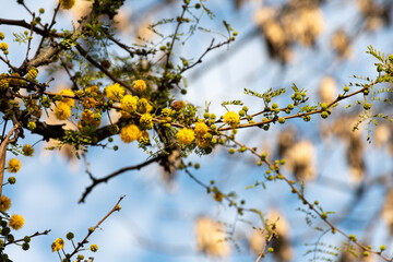 Acacia tree (Hawthorn) flowering in spring with its characteristic yellow color.