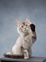 cat cute feline. Gray Maine Coon kitten on a blue canvas background