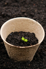 Peat pots with small sprouts on soil background. Zero waste and eco care concept.