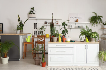 Interior of light kitchen with green houseplants, counters and shelves