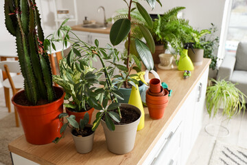 Different houseplants with gardening tools on table in kitchen