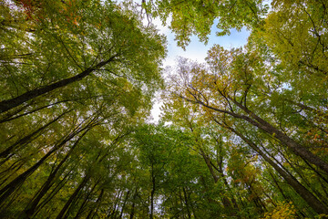 Canopy from below in the Fall - Virginia