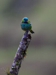 Green-headed Tanager  portrait on snag on rainy day against dark  background