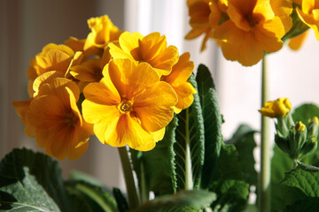 Primula elatior, golden yellow spring flowers indoors. Flower head close-up with green leaves, spring potted plant.