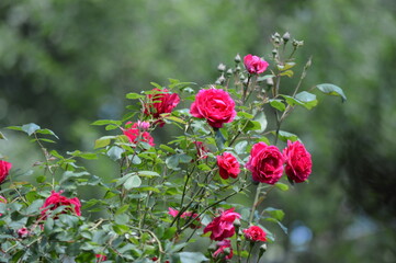 Róże
