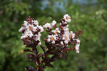 サルスベリの花