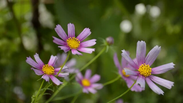 kosmeya - a garden flower with purple and pink petals sways in the wind. beauty in nature, in a city park or in a flower bed near the house