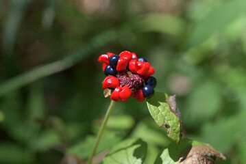 ヤマシャクヤクの種