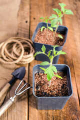 Seedlings grown in pots are ready for planting in the ground. Close-up, selective focus, space for text.