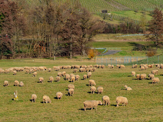 Große Schafherde auf der Weide