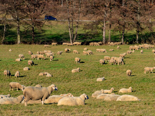 Große Schafherde auf der Weide