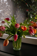 Beautiful bouquet of tulips in a transparent glass vase against the background of the window.Tulip season.Netherlands