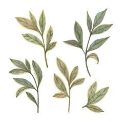 Green leaves clip art set. Isolated elements on a white background. Hand painted in watercolor botanical illustration.