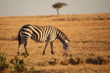 Fototapeta na wymiar Kenia Wildlife und Natur Essen