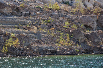 Wild donkey on a rocky hillside
