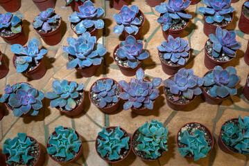 Echeveria elegans or Succulent in small pots available for sale in organic garden of central america, organic and environmentally friendly gifts.