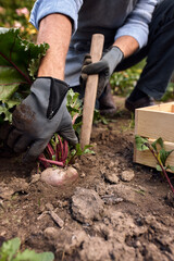 Man growing and picking vegetables outdoor