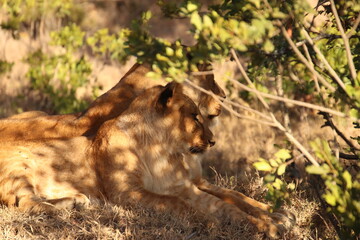 Kenia Wildlife und Natur