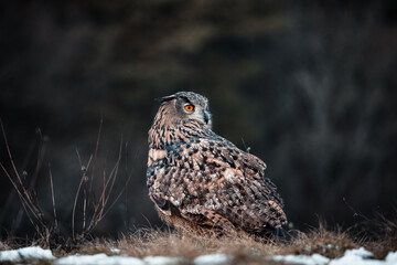 a view of an owl (bubo bubo) sitting in the middle of a meadow in the wild, Slovakia