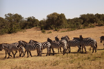 Fototapeta na wymiar Kenia Wildlife und Natur