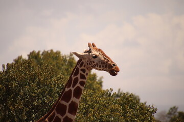 Kenia Wildlife und Natur