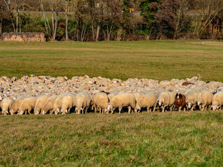 Große Schafherde auf der Weide