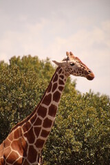 Kenia Wildlife und Natur