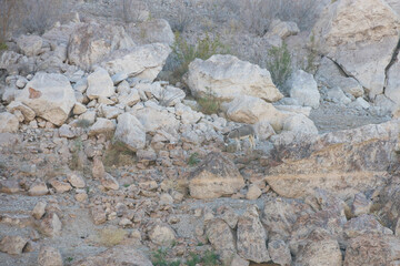 Wild donkey on a rocky hillside
