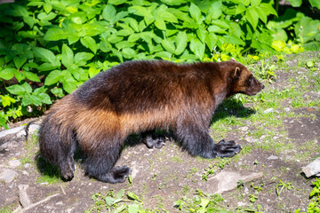Brown Furry Wolverine in Natural Habitat on sunny day.
