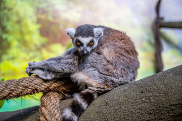 Lemur sitting on a rock.