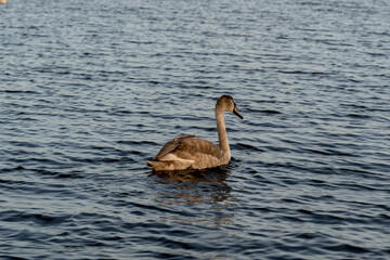 Beautiful swan is swiming in calm water