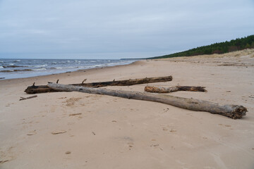Cold and windy day by the sea with broken trees