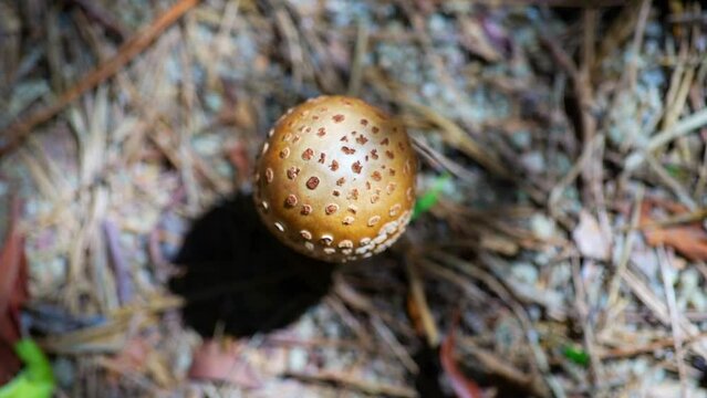 Close-Up of a Beautiful Brown Fly Agaric Mushroom