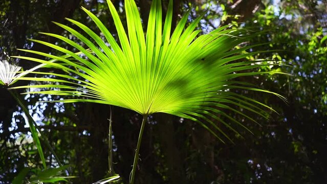 Gorgeous Palm Tree Leaves in the Atlantic Forest in Brazil