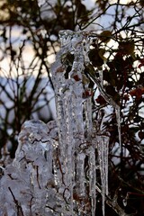 Icicles on the bush 