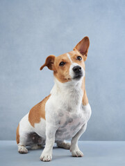 cute dog looking. Happy Jack russell terrier on a blue canvas background. cute pet