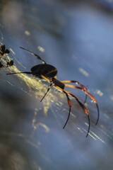 Closeup of exotic spider, in its golden web, with natural light