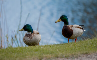 Two ducks sitting in the grass by a lake