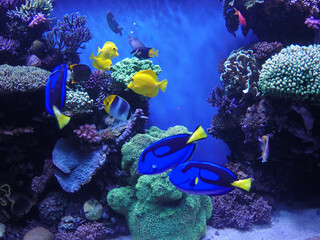Fototapeta na wymiar View of the exotic fish exhibition inside the Monterey Bay Aquarium