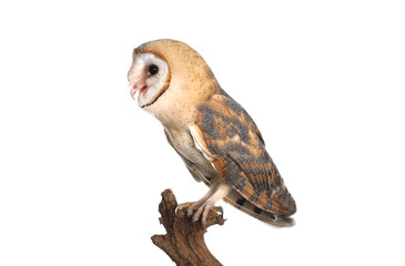 Beautiful common barn owl on twig against background