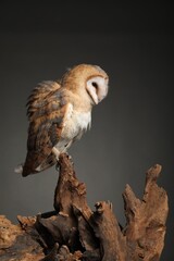 Beautiful common barn owl on tree against grey grey background