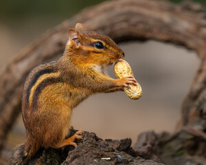 Chipmunk eating peanut