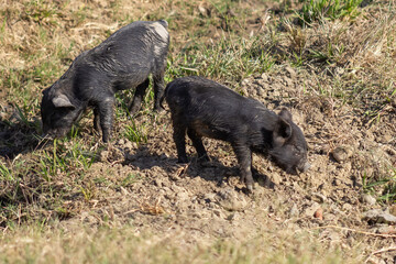 pigs in farm in Venezuela