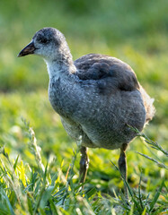 American Coot juvenile foraging on  grass. Santa Clara County, California, USA.